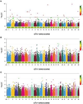 Genome-Wide Association Study of Body Weight Traits in Inner Mongolia Cashmere Goats